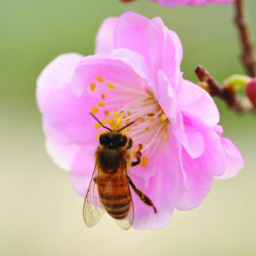 花開又一春