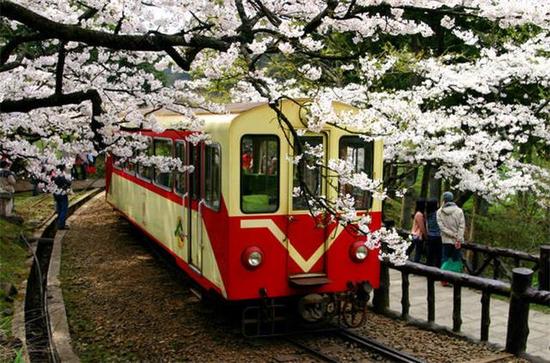 中國臺灣 阿里山風(fēng)景區(qū)