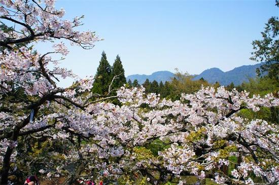 阿里山櫻花