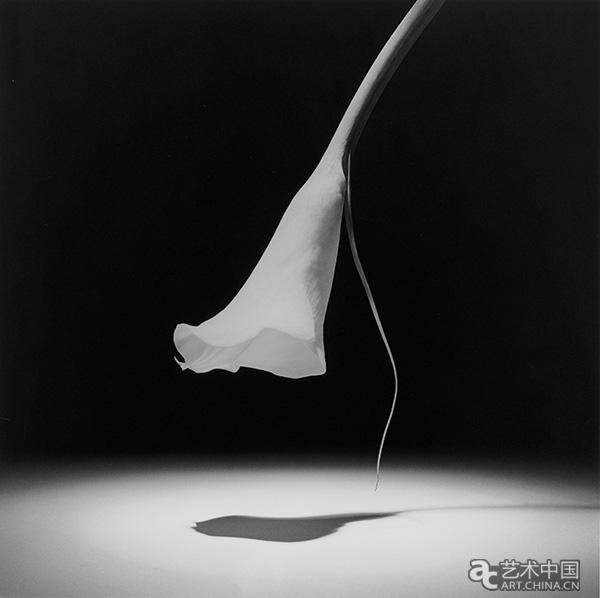 Mappplethorpe_93.4302_Calla-Lily-1986.jpg